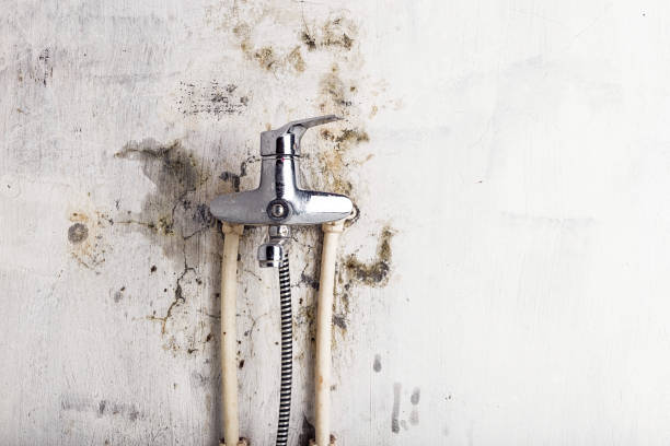 Best Toxic Mold Removal  in Greenwood, LA