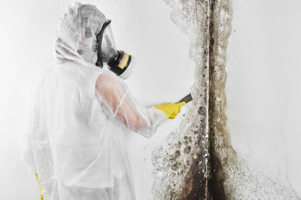 Best Mold Cleaning Services  in Greenwood, LA