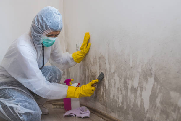 Best Local Mold Removal Service  in Greenwood, LA