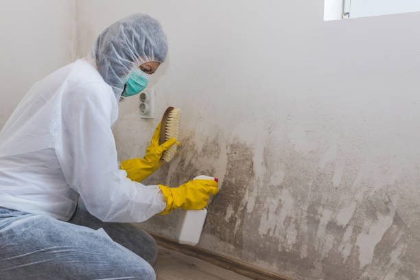 Best Mold Remediation  in Greenwood, LA
