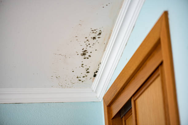 Mold Removal and Inspection in Greenwood, LA