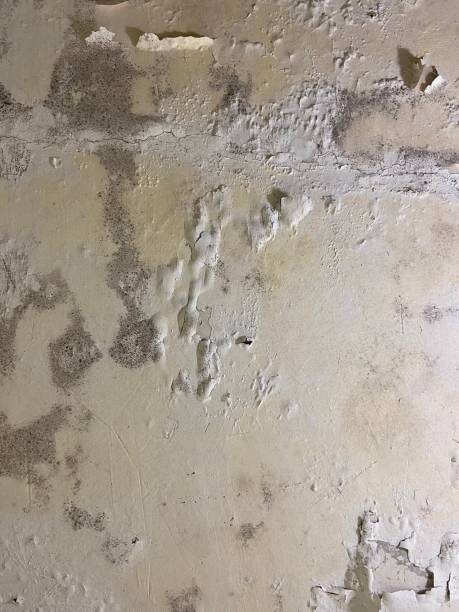 Best Mold Removal Near Me  in Greenwood, LA