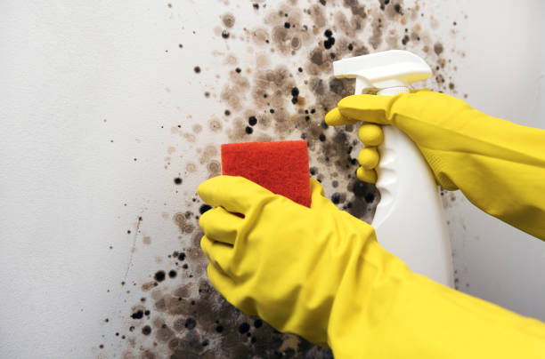 Best Residential Mold Removal  in Greenwood, LA