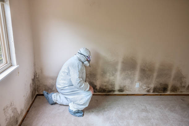 Best Fast Mold Removal  in Greenwood, LA