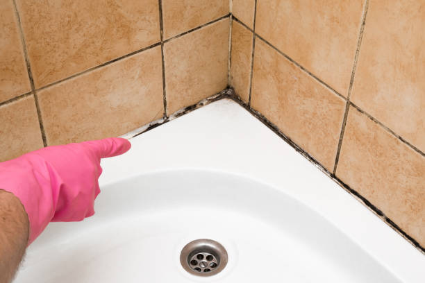 Best Black Mold Removal  in Greenwood, LA
